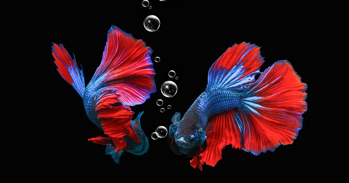 2 betta fishes
