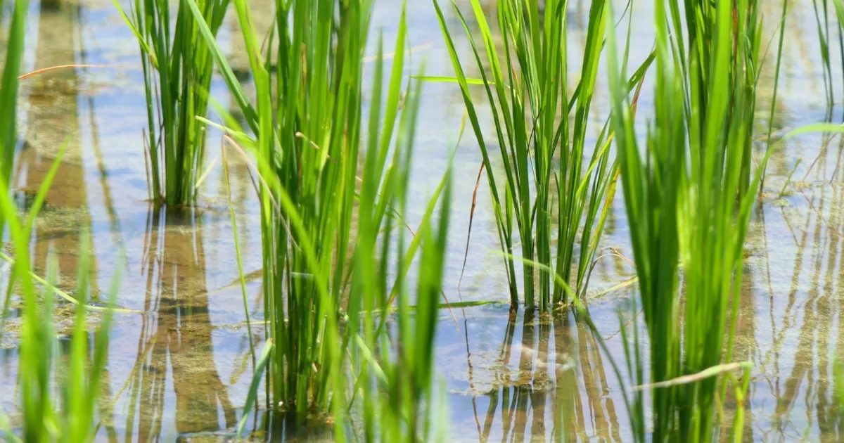 A betta fish in a shaded, plant-covered rice paddy habitat