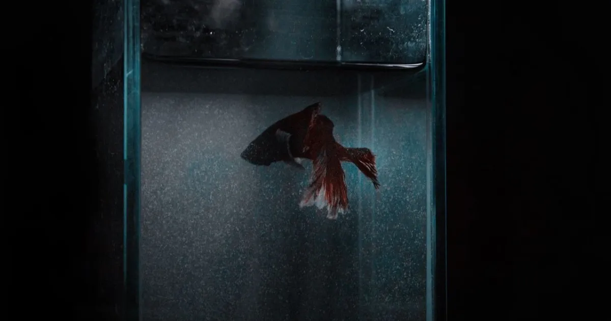 A betta fish dozing near the water surface at night