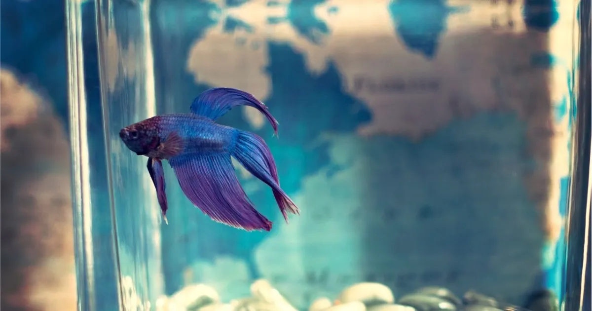 A betta fish pacing along the aquarium glass