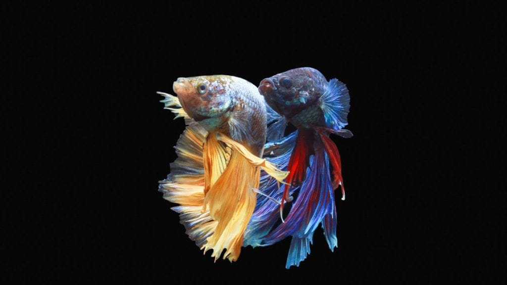 2 betta fish together
