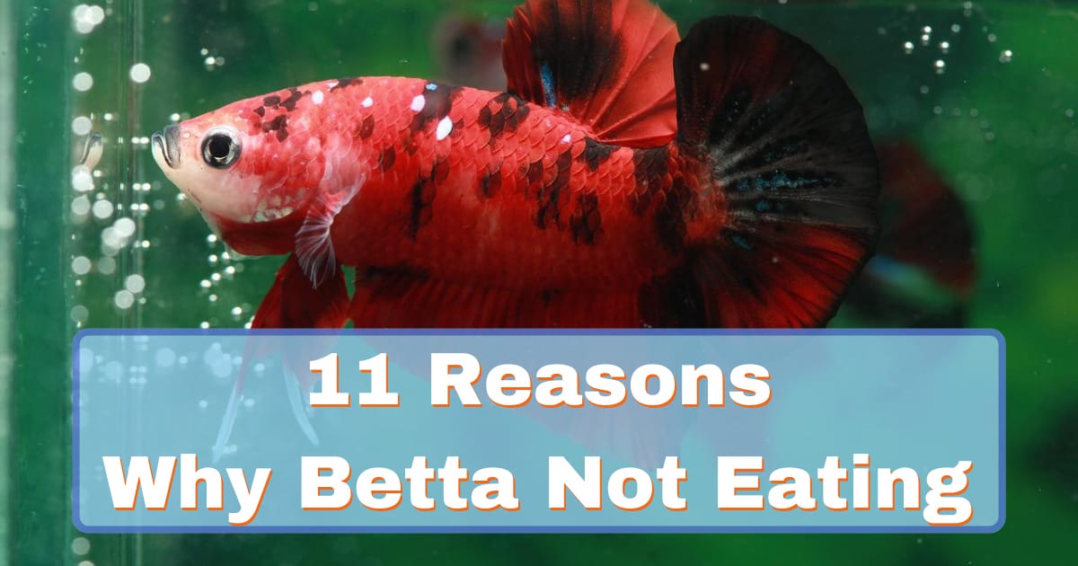 11 Reasons Why Your Betta Not Eating & How to Solve?