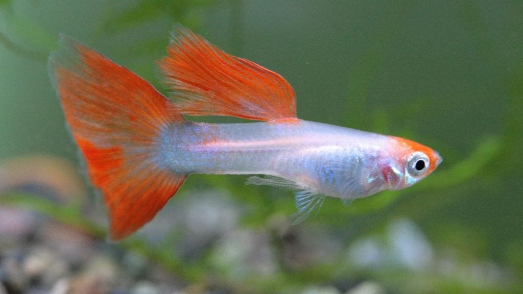a Guppy Fish