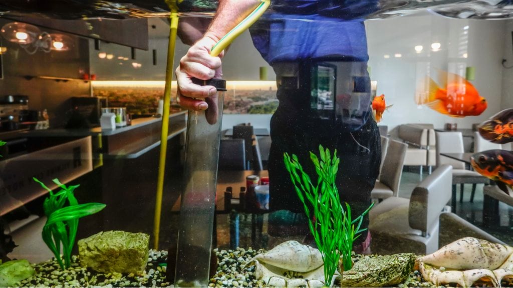 Cleaning a fish tank