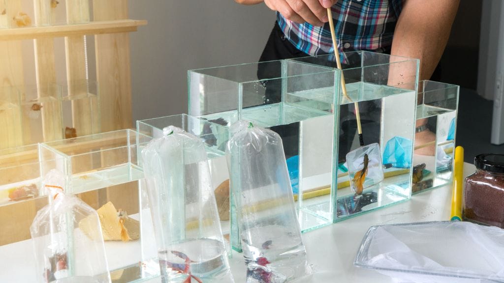 Buying betta fish