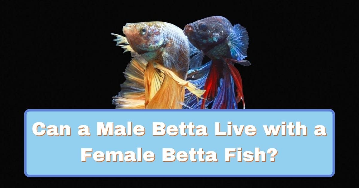 Can Male Betta Live With Female Betta?