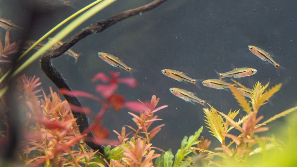 Dwarf Rasbora