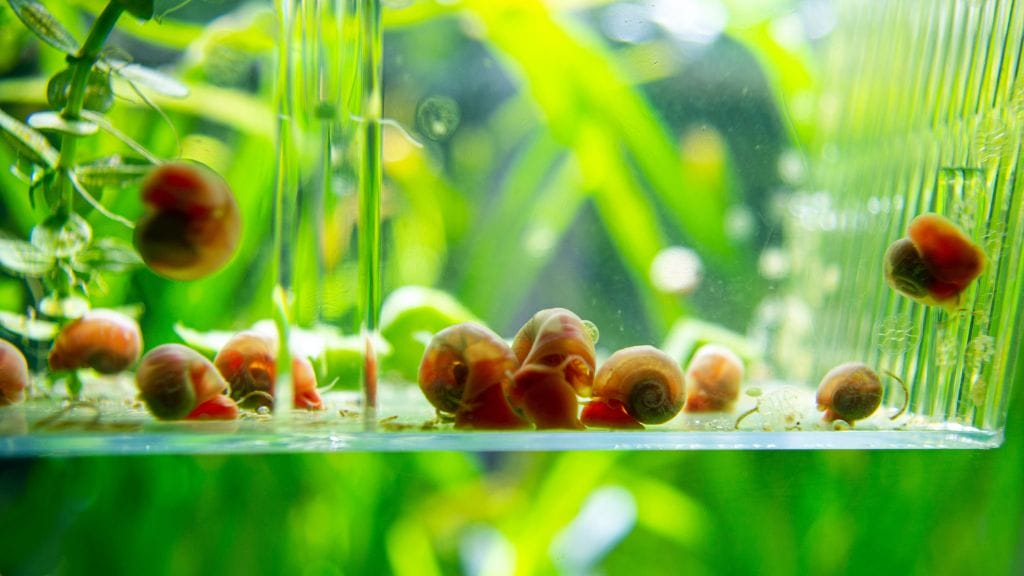 Ramshorn snail