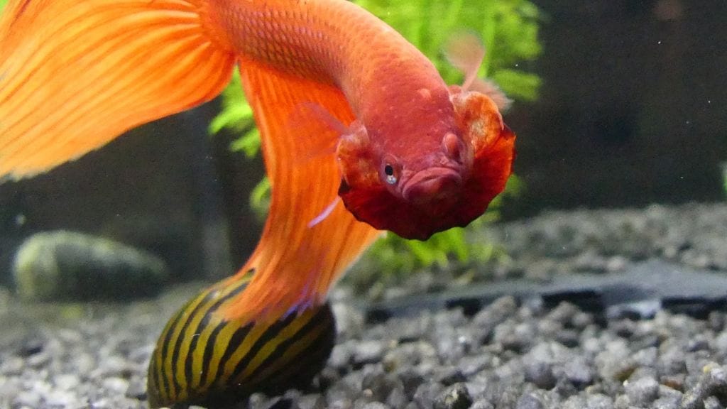 Betta fish and a tank mate