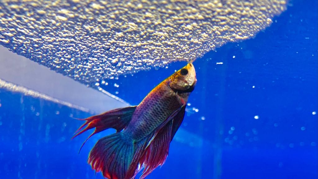 Betta fish creating bubbles