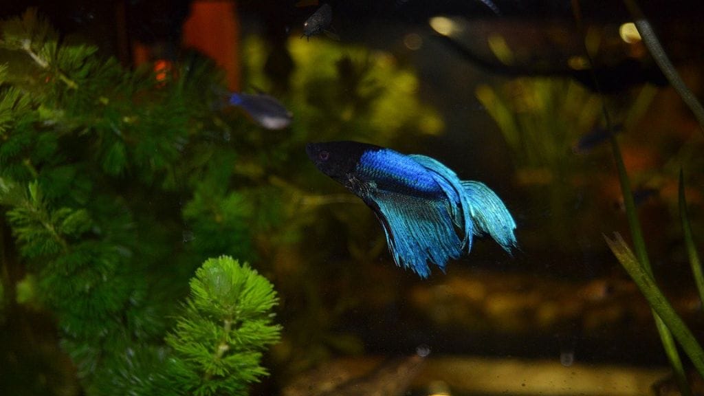 A betta fish