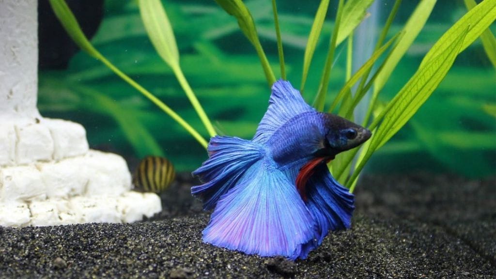 A betta fish
