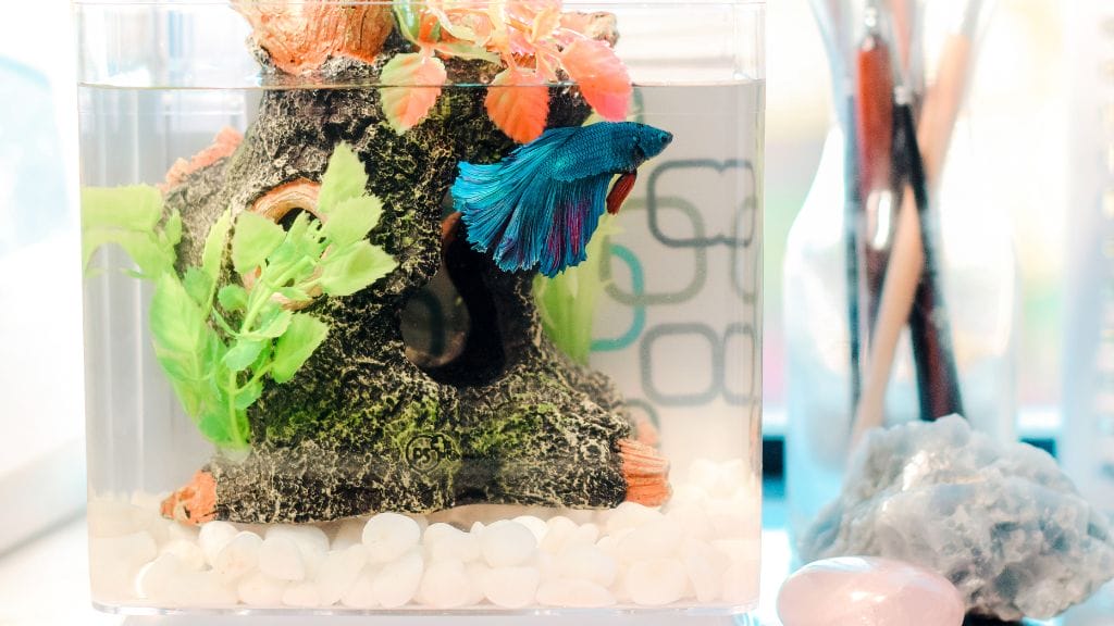 Betta fish tank