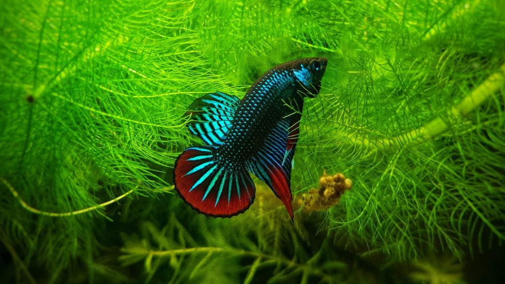 Female betta fish