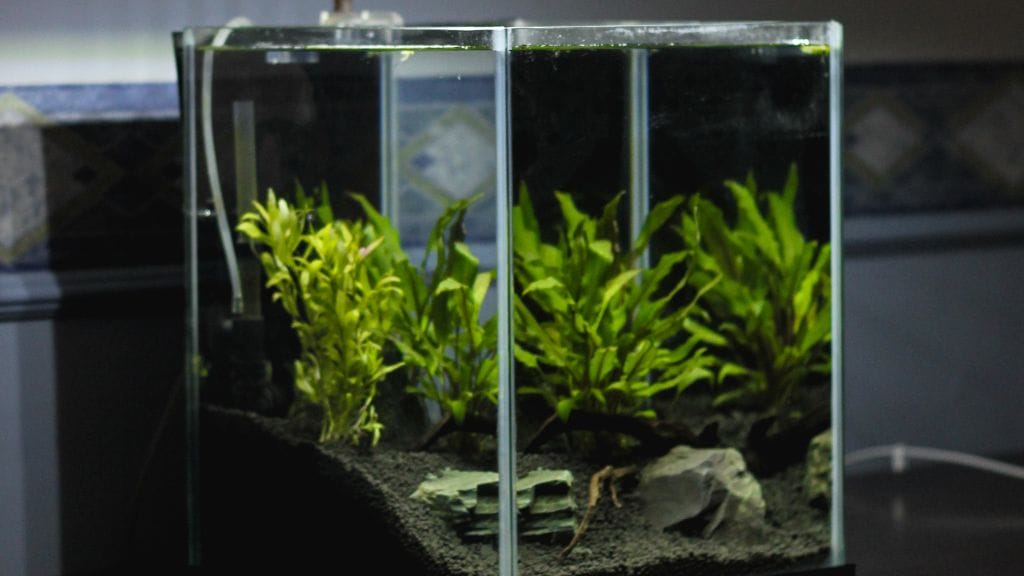 A tank with plants