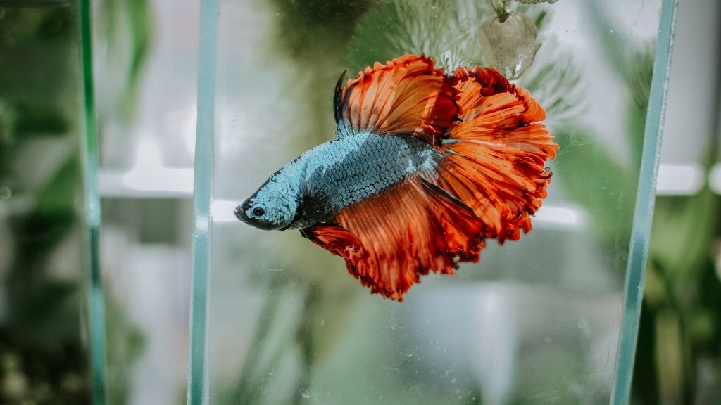 Male betta fish