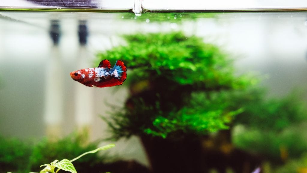 A betta fish