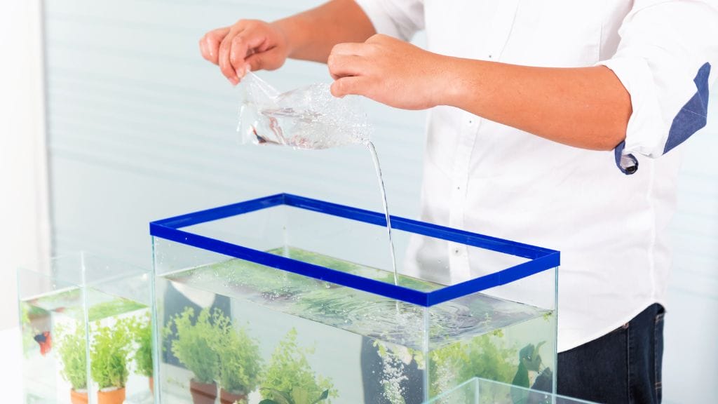 a man pouring fish into a tank