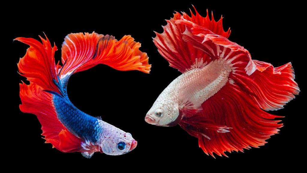 2 Betta Fish