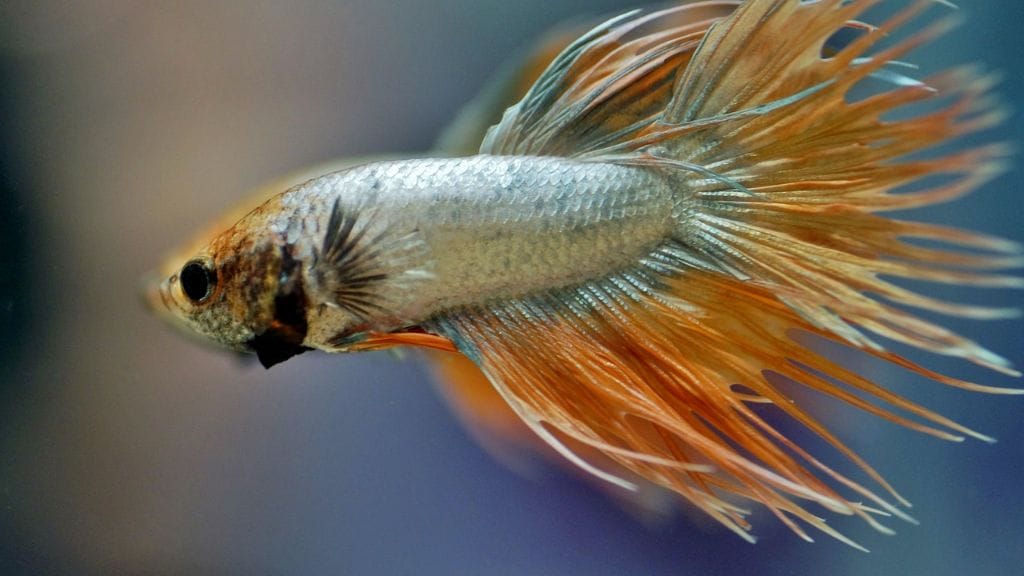 A sick betta fish
