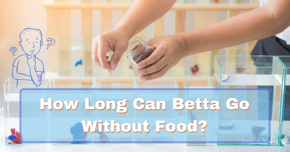 How Long Can Betta Fish Go Without Food? (Vacation Guide)