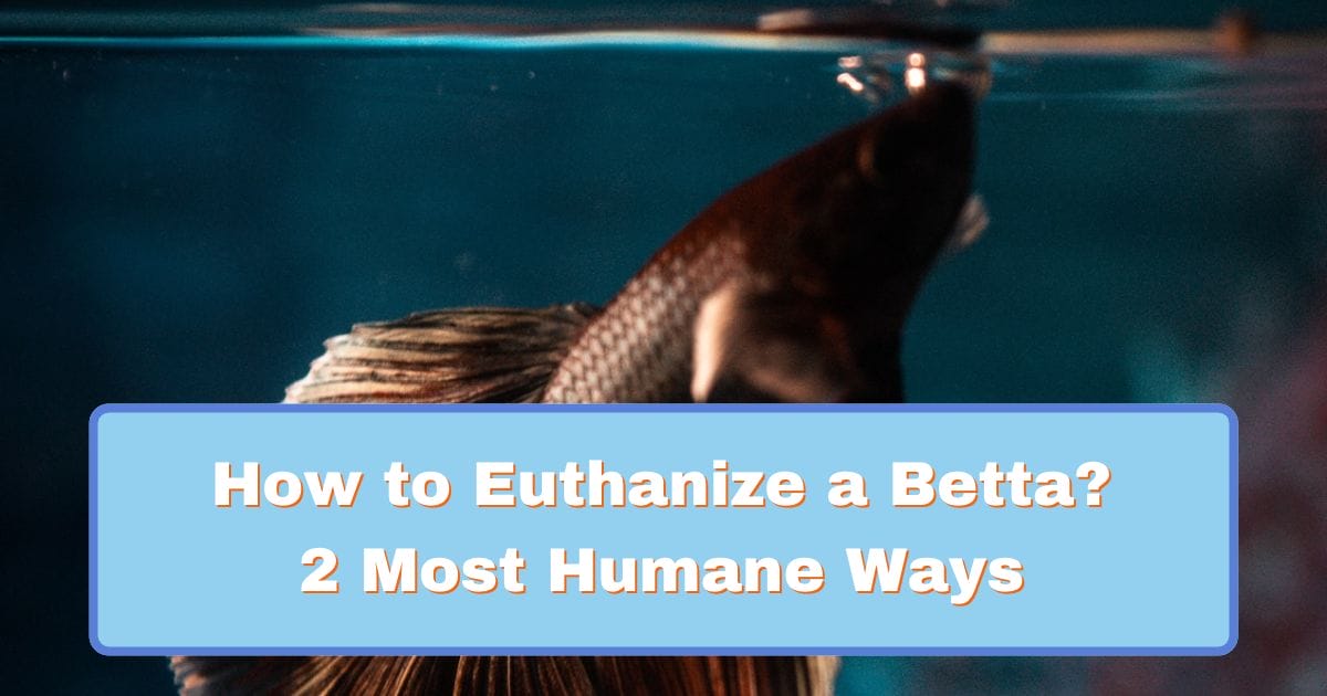 How to Euthanize a Betta (Humane Ways)